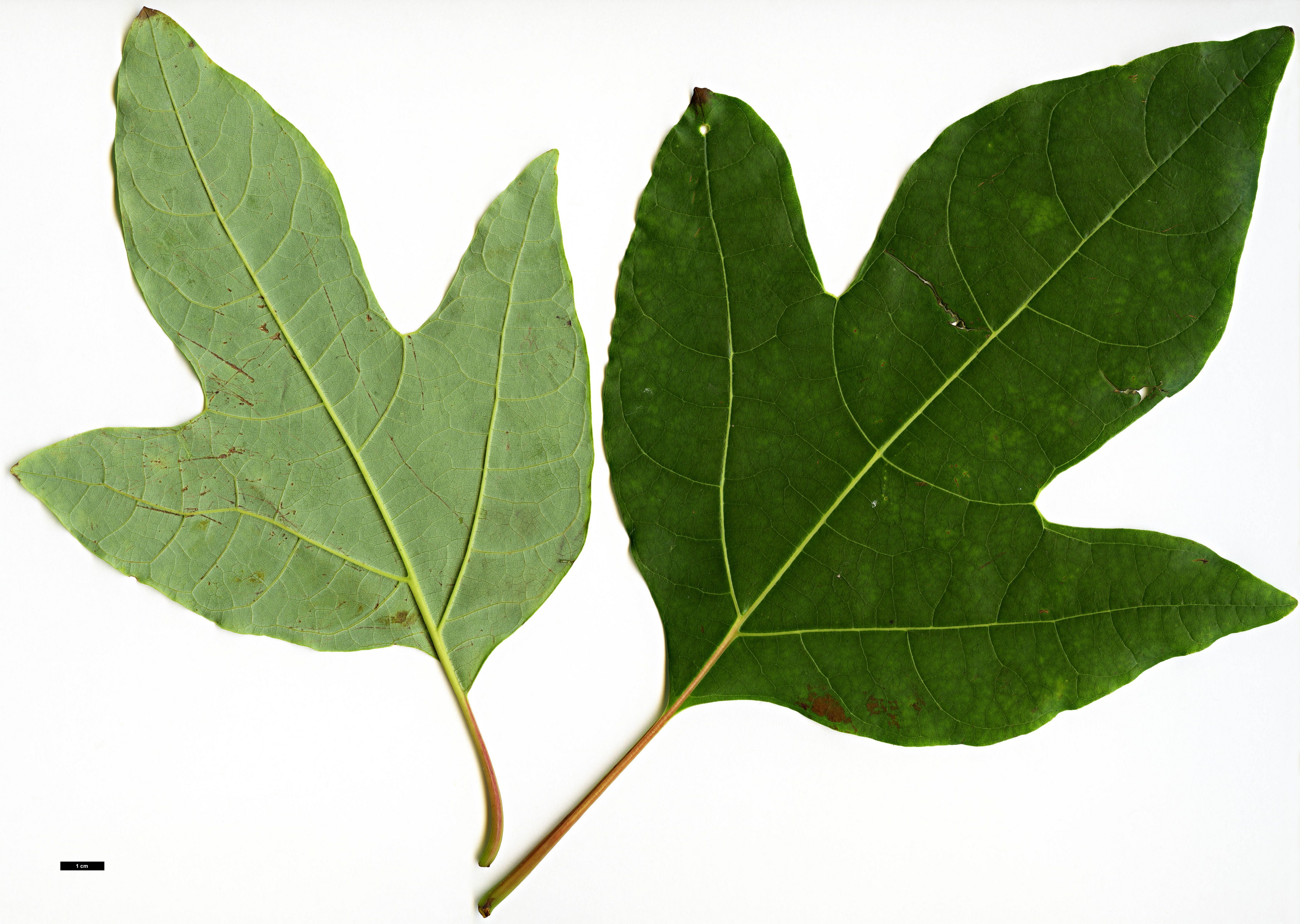 High resolution image: Family: Lauraceae - Genus: Sassafras - Taxon: tzumu